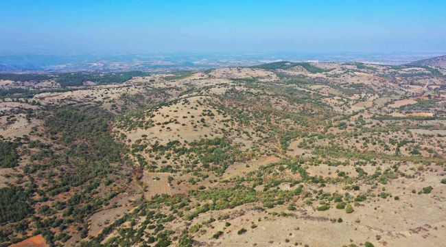 Denizli'ye ikinci bal ormanı geliyor