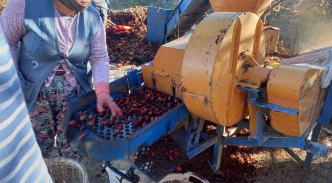 Kestane fiyatları altınla yarışınca üretici ürünü kuyudan erken çıkardı