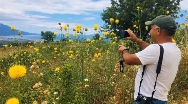 Kuşadası'na özgü Tülüşah bitkisinin koruma alanı genişletildi