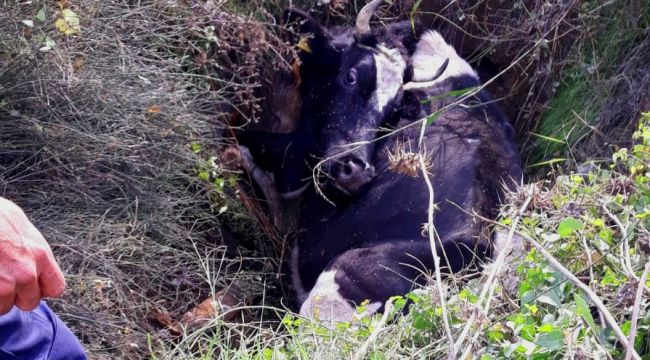 Kuyuya düşen inek zor anlar yaşattı