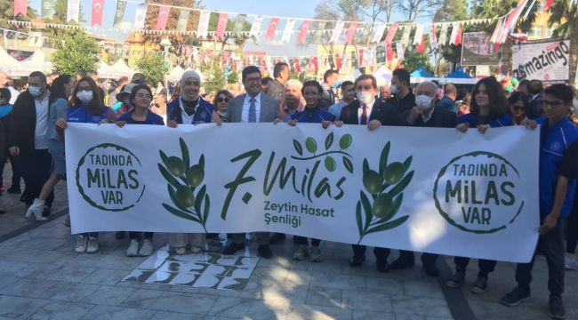 Milas Zeytin Hasat Şenliği başladı