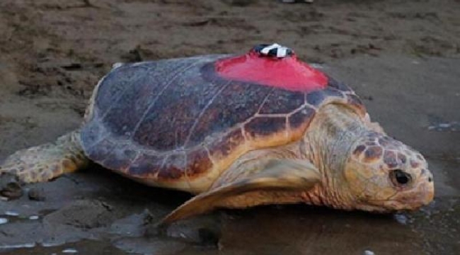 15 bin kilometre kateden Caretta Tuba'yı, 6 milyon kişi izledi