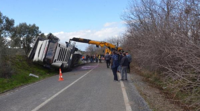 Büyükbaş hayvan yüklü TIR daralan yolda devrildi