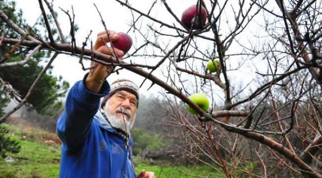 Her kış, kuşlar için kuru dallara elma takıyor