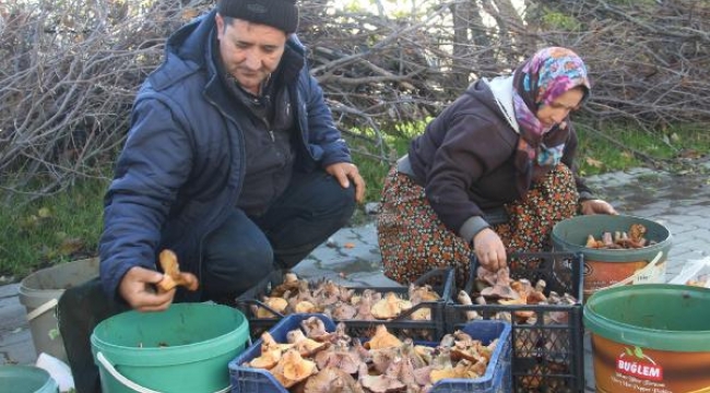 Köylüler, Kanlıca mantarından ek gelir sağlıyor