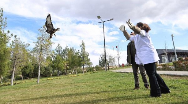 Tedavileri yapılan kızıl şahin ile baykuş doğaya bırakıldı