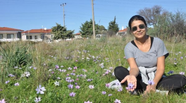 Datça'da anemonlar açtı; halk 'baharın müjdecisi' dedi