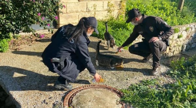 Datça'da sokak hayvanları unutulmadı