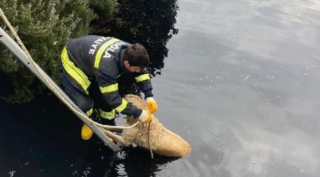 Arıtma havuzuna düşen sokak köpeği kurtarıldı