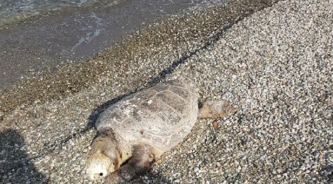 Bodrum'da sahile ölü caretta caretta vurdu