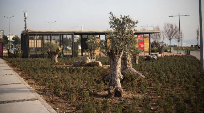 İzmir'de üreticiler sulama gerektirmeyen bitki yetiştiriyor