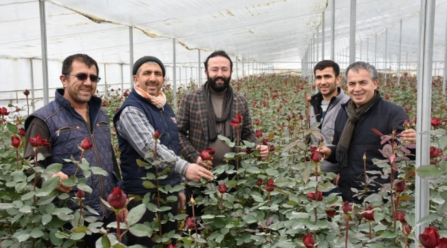 Menderes seralarında 14 Şubat hazırlığı tamam