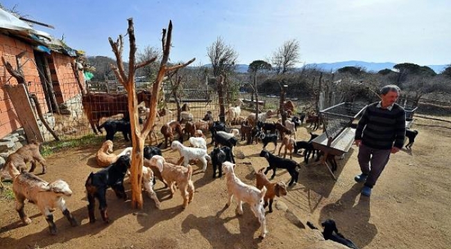 Mera İzmir projesi başladı, 258 çobanla ürün alım sözleşmesi imzalandı