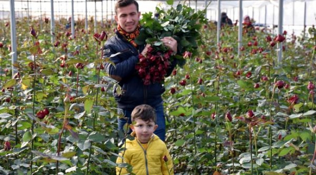 Sevgiliye gül Menderes'ten