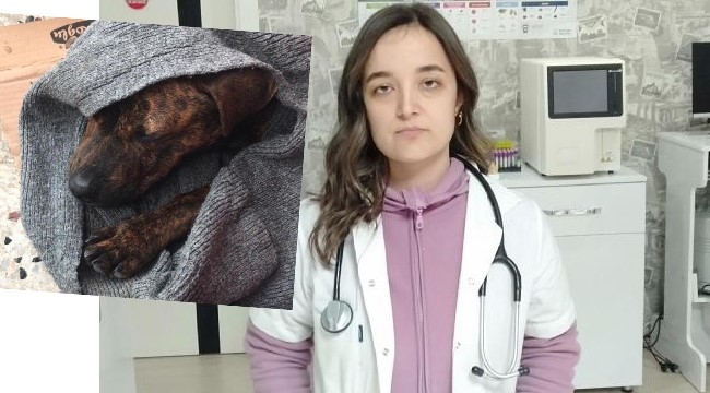 Sokak köpeğine cinsel saldırı iddiası