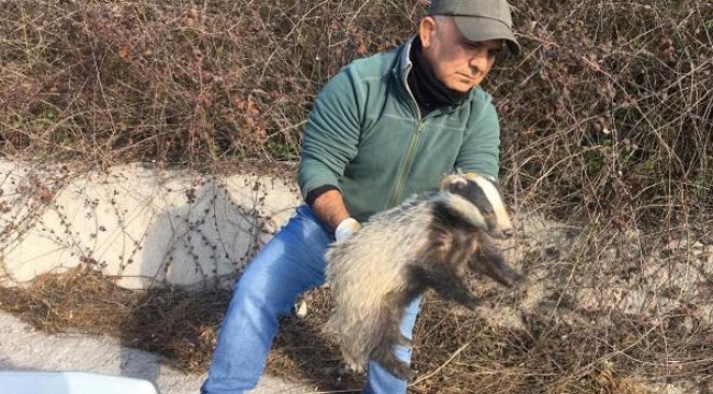 Yaralı atmaca ve porsuğa EKODOSD'tan yardım eli