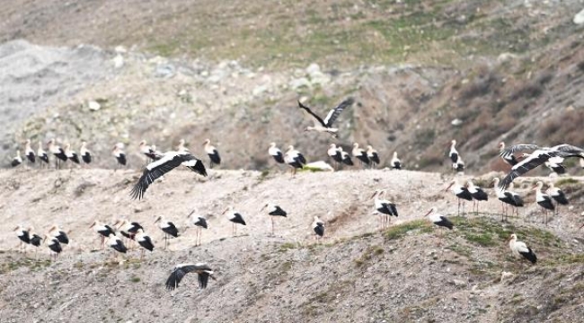 Balıkesir'de leylekler için 'acil iniş pisti' oluşturuldu