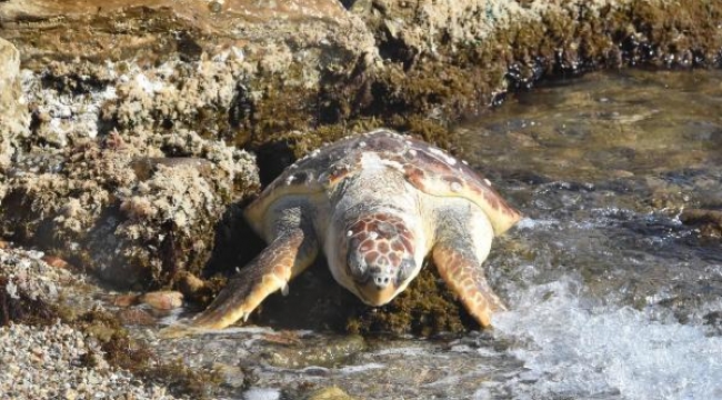 Bodrum'da ölü caretta caretta sahile vurdu..