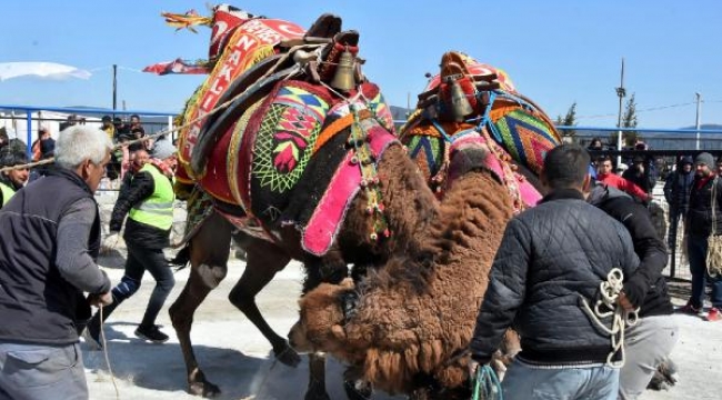 Geleneksel Mumcular Deve Güreşi, 100 devenin katılımıyla gerçekleşti