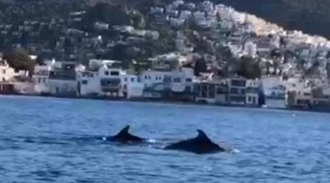 Bodrum'da kanocular yunusları görüntüledi