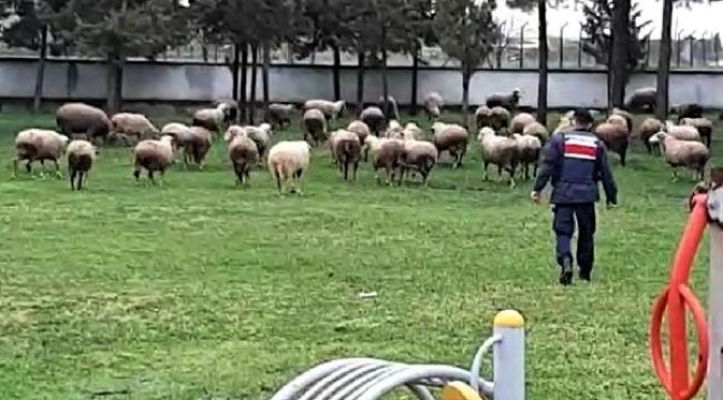 Çalınan koyunları kuzularıyla jandarma buluşturdu