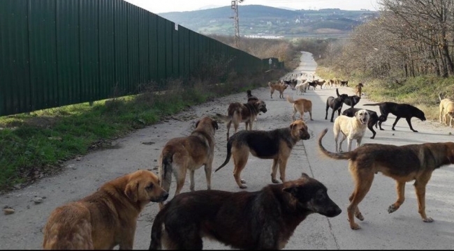 Sokak hayvanı sayısı 10 milyona ulaştı