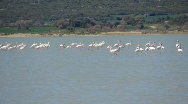 Suvla Gölü'nün misafirleri