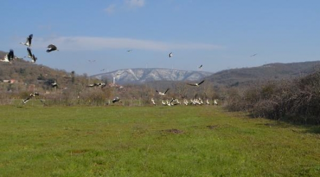 Yüzlerce leylek Savaştepe'de mola verdi