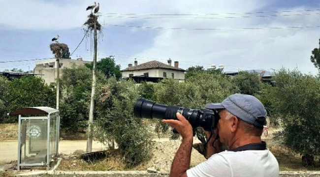 Aydın'da leylek sayısında geçen yıla oranda 39 düşüş yaşandı