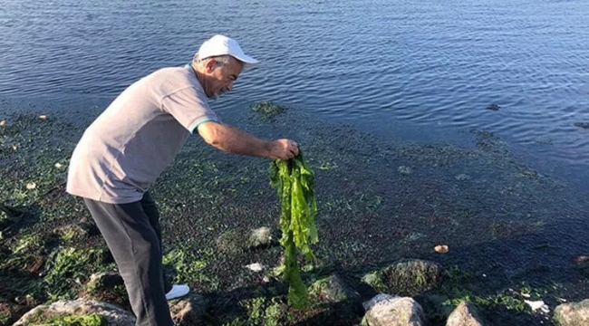 İzmir Körfezi'ni deniz marulu istila etti!