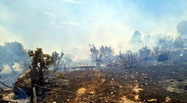 Bodrum'da orman yangını