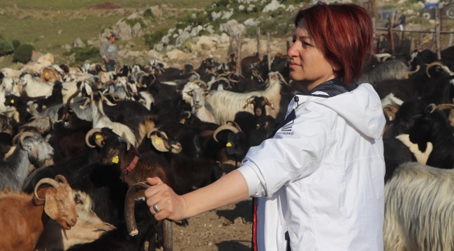 Davet var! Karaburun'da Kırkım Şenliği 26 Haziran'da başlıyor