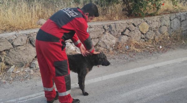 İtfaiye kuyudan köpeği, yangından kediyi kurtardı