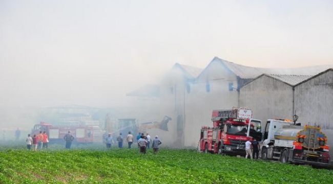 Manisa'da 350 ton saman küle döndü