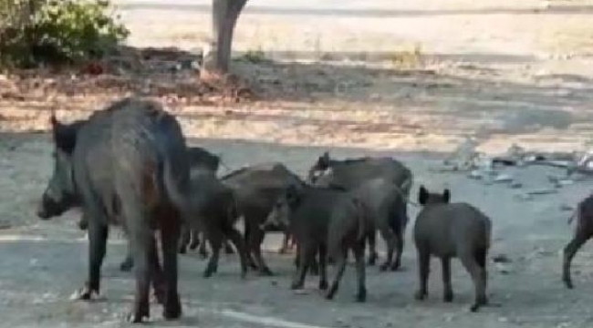 Bodrum'da denizde yaban domuzu görüntülendi