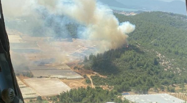 İzmir'de serada çıkan yangın, ormana sıçradı