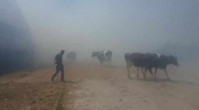 Meraya salınan hayvanlar yanmaktan kurtuldu