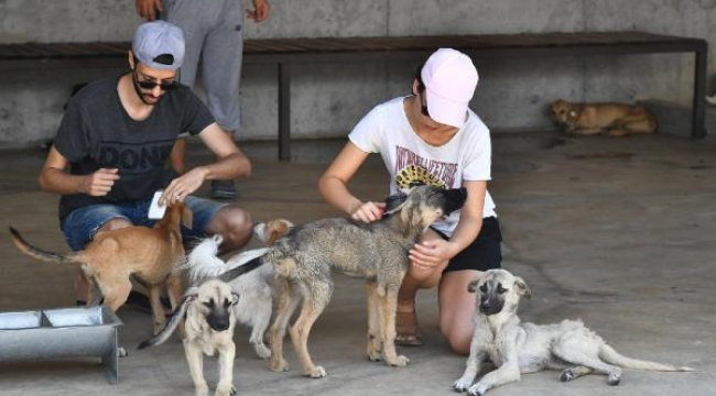 100 gönüllü, bakımevindeki hayvanları yıkadı, taradı, tırnağını kesti