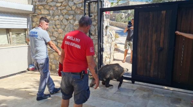 Evin bahçesine giren yaralı domuz tedavi altına alındı