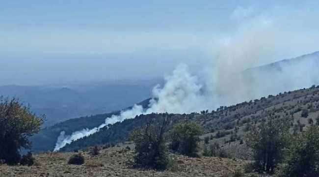 Bergama'da orman yangını