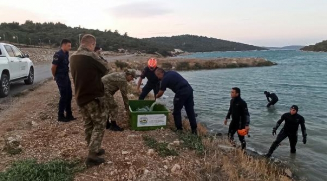 Caretta caretta ölü bulundu, 2 deniz kaplumbağası da kurtarıldı