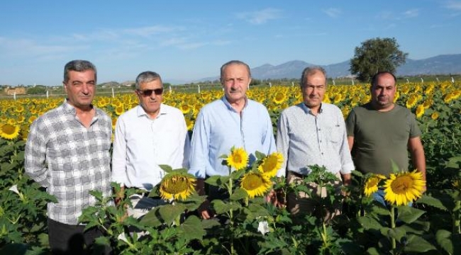 Didim Belediyesi'nin ektiği ayçiçekleri hasada hazır