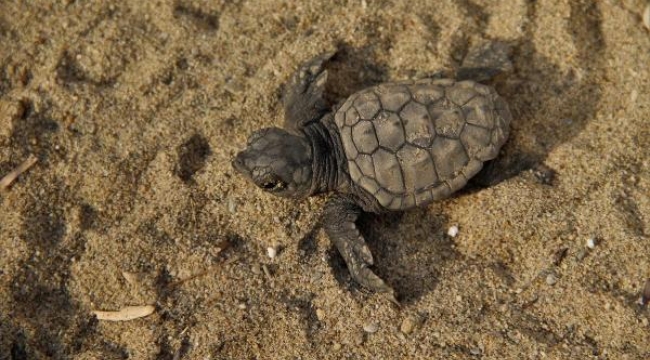 Kuşadası'nda yolunu şaşıran 67 caretta caretta yavrusu denizle buluşturuldu