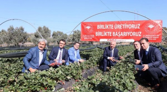 Muğla Valiliği öncülüğünde gerçekleşen çilek projesi büyüyor