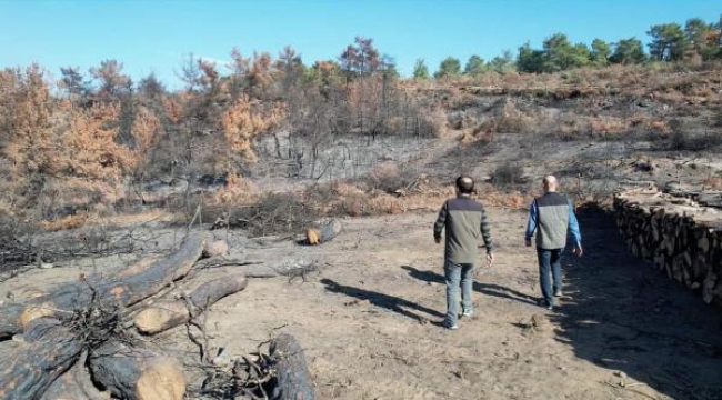 Soma'da ağustosta yanan ormanlar için 100 bin fidan dikilecek