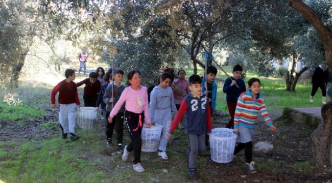 Anne babaları dikmişti, çocukları hasat yaptı