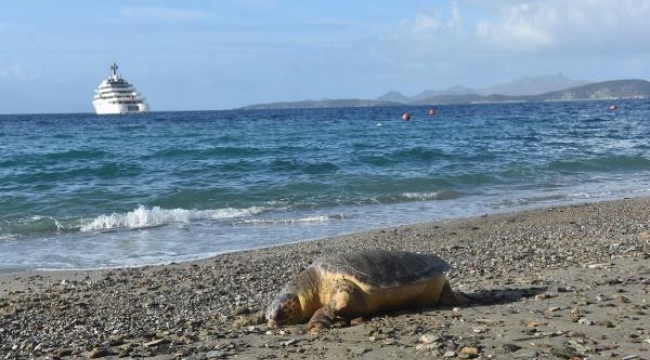 Bodrum'da sahile ölü caretta caretta vurdu