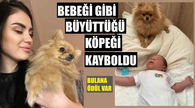 İzmir'de kaybolan köpeği bulana ödül var