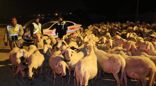 Jandarmanın sürü kazalarını önleme projesi: Reflektörlü küpe