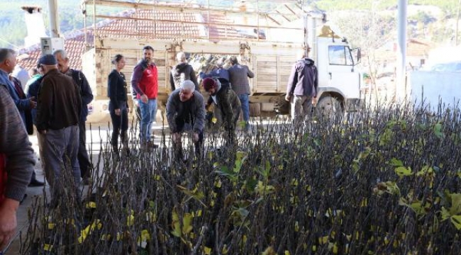 Muğla'da incir yetiştiriciliğini arttıracak proje